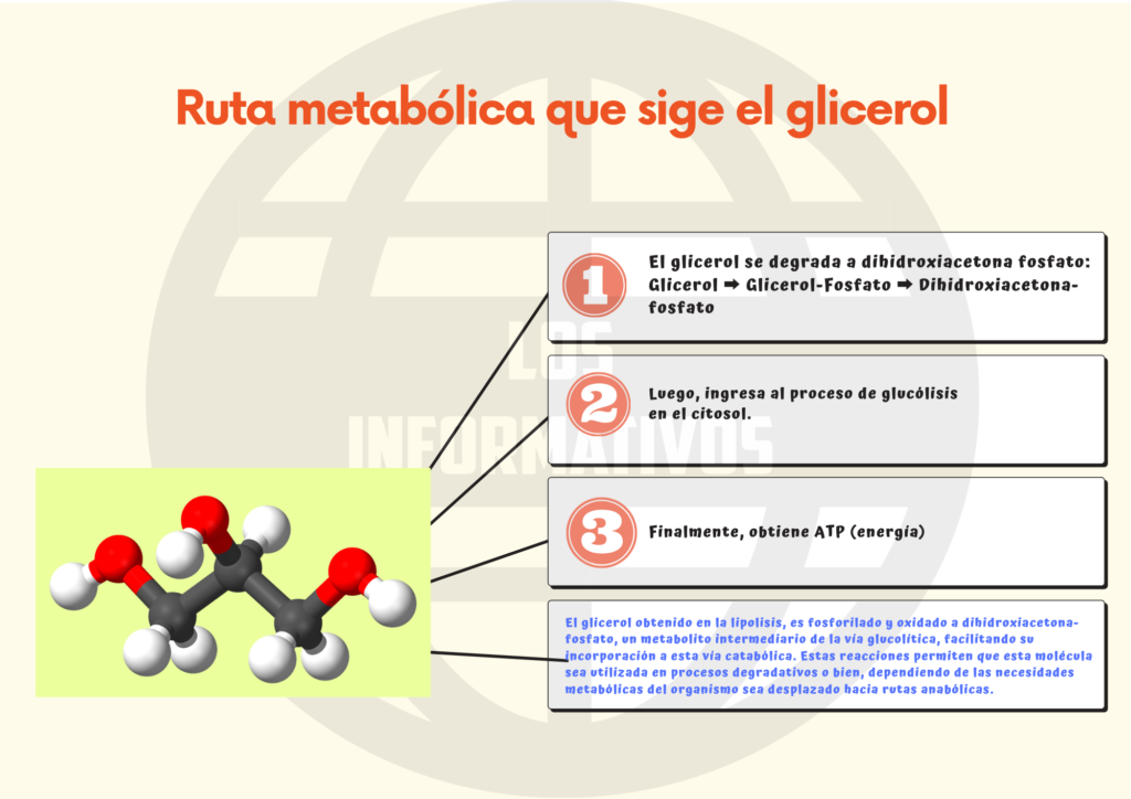 Luego, elabora un esquema en el que muestres la ruta metabólica que siguieron el glicerol y el ácido graso.