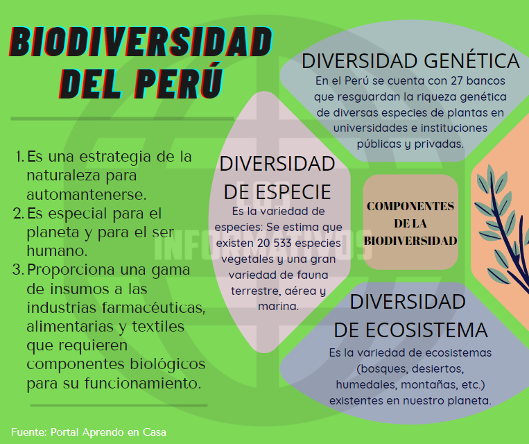 Elabora un organizador visual sobre la biodiversidad del Perú en el cual incluyas sus tres componentes.